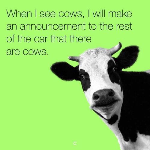 meme when i see cows - When I see cows, I will make an announcement to the rest of the car that there are cows.