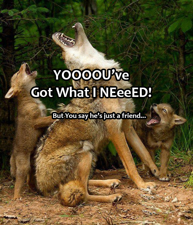 howling coyotes - Yoooou've Got What I Neeeed! But You say he's just a friend...