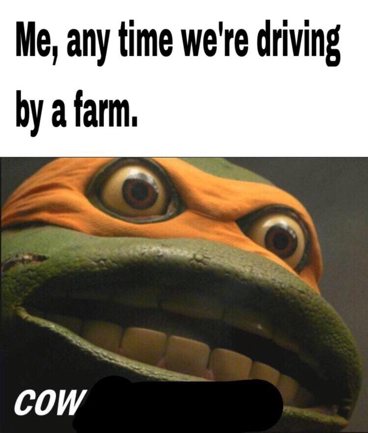 cowabunga it is then - Me, any time we're driving by a farm. Cow