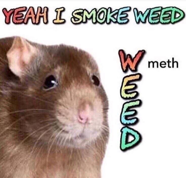 yeah i smoke weed meth meme - Yeah I Smoke Weed meth omme