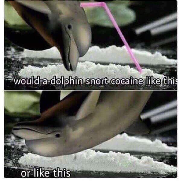would a dolphin snort - woulda dolphin snort cocaine this or this