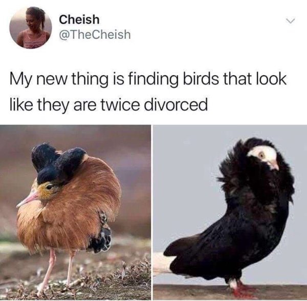 bird memes - Cheish My new thing is finding birds that look they are twice divorced