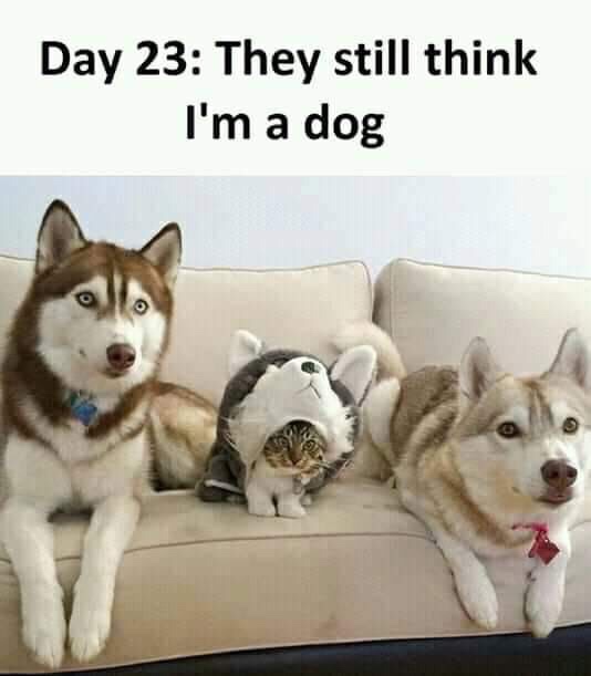 day 3 they still suspect nothing - Day 23 They still think I'm a dog