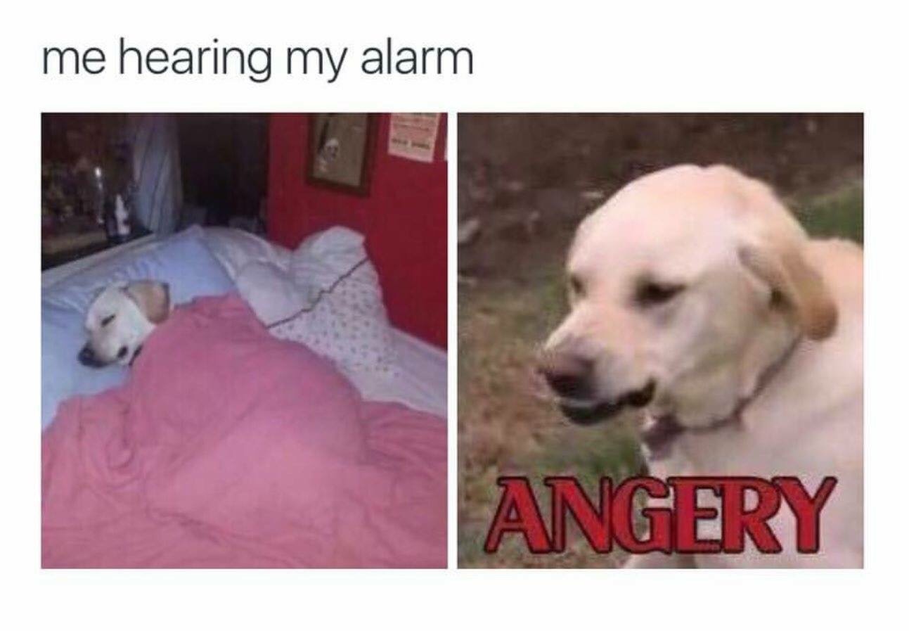college memes - angery doggo - me hearing my alarm Angery