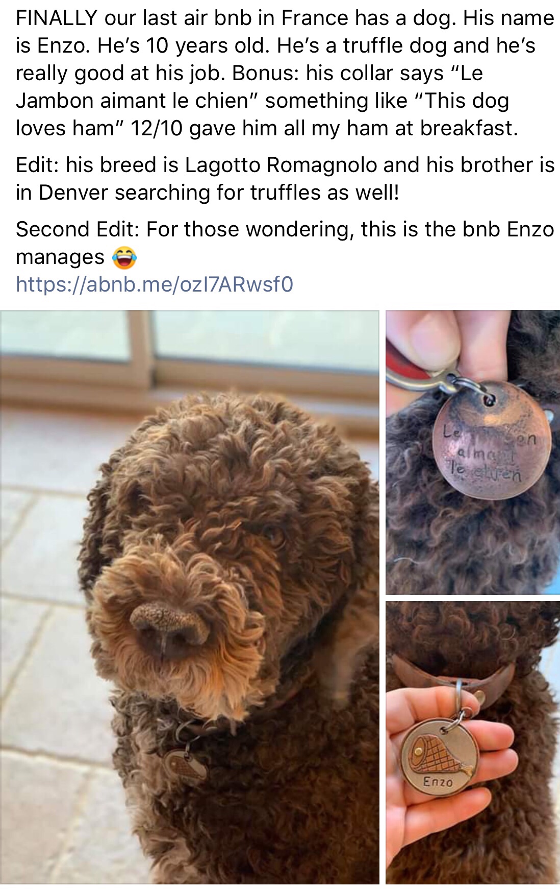 meme spanish water dog - Finally our last air bnb in France has a dog. His name is Enzo. He's 10 years old. He's a truffle dog and he's really good at his job. Bonus his collar says "Le Jambon aimant le chien" something "This dog loves ham" 1210 gave him 