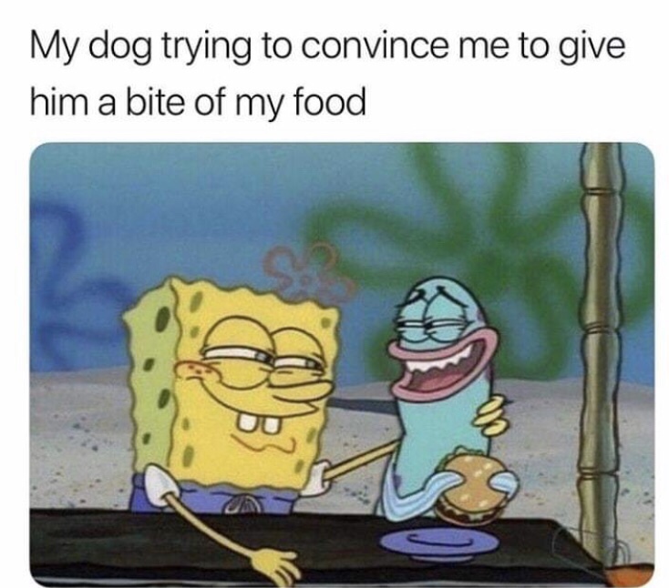 meme my dog trying to convince me - My dog trying to convince me to give him a bite of my food
