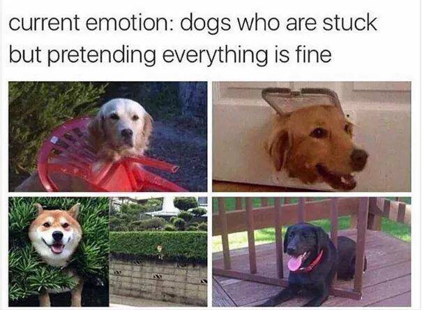 dogs who are stuck pretending everything is fine - current emotion dogs who are stuck but pretending everything is fine