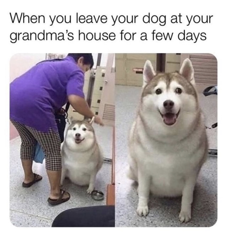 you leave your dog at grandma's - When you leave your dog at your grandma's house for a few days