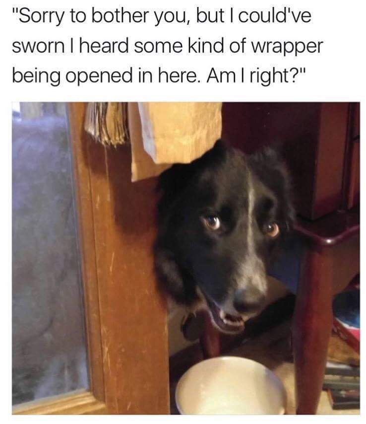 puppers memes - "Sorry to bother you, but I could've sworn I heard some kind of wrapper being opened in here. Am I right?"