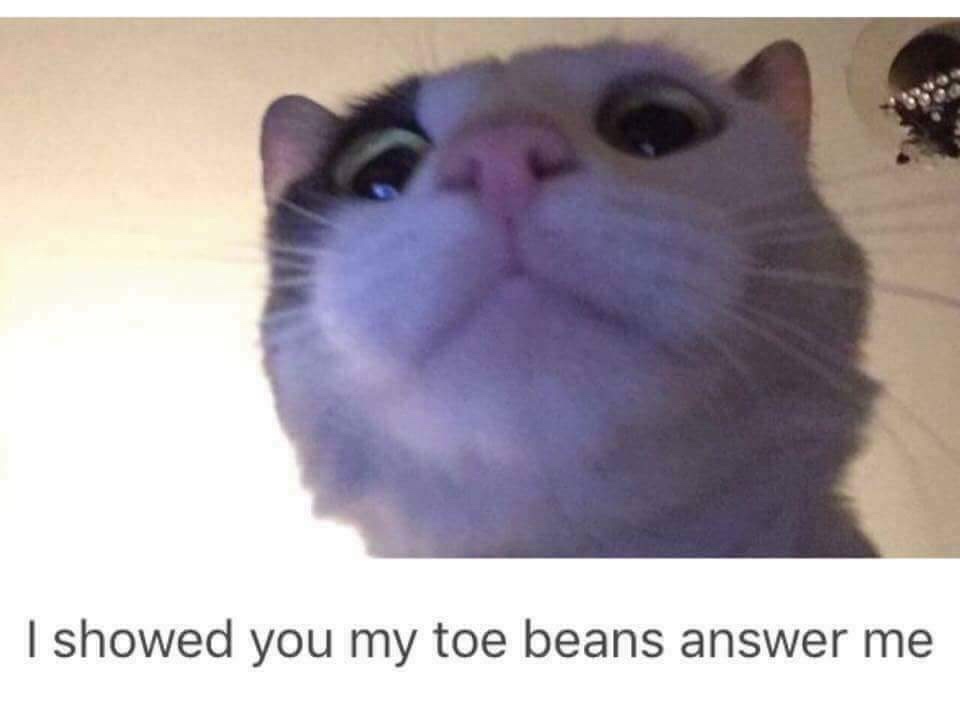 cat toe beans meme - I showed you my toe beans answer me
