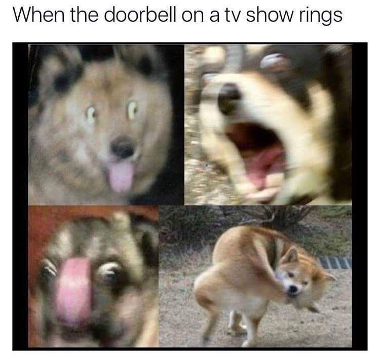 maximum borkdrive - When the doorbell on a tv show rings