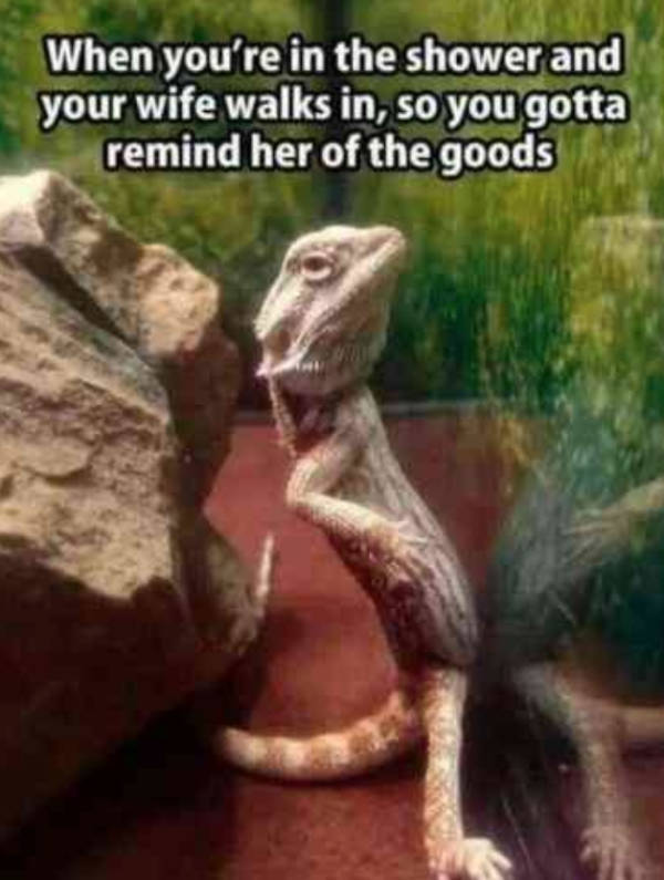 lizard meme - When you're in the shower and your wife walks in, so you gotta remind her of the goods