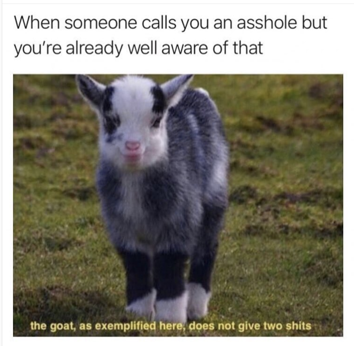 goat as exemplified here does not give two shits - When someone calls you an asshole but you're already well aware of that the goat, as exemplified here, does not give two shits