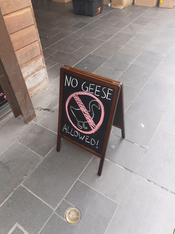 floor - No Geese Allowed!