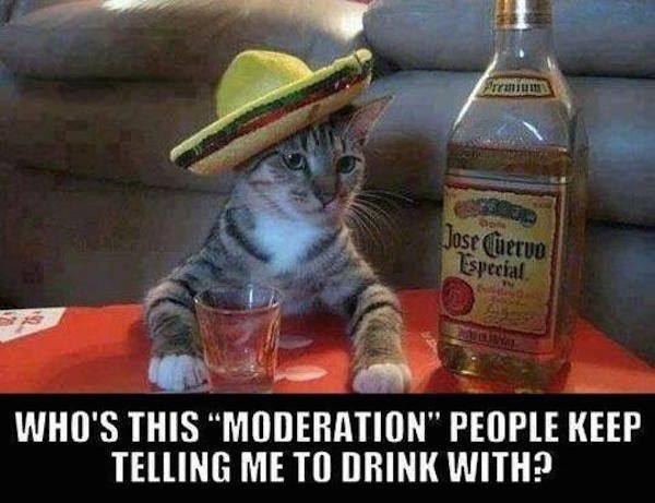 tequila cat - Jose Cuerve Especial Who'S This "Moderation" People Keep Telling Me To Drink With?