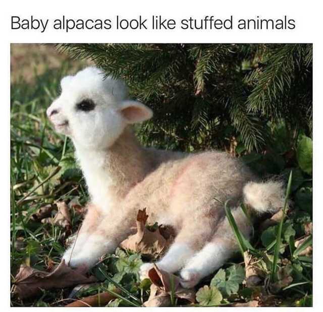 alpaca meme - Baby alpacas look stuffed animals