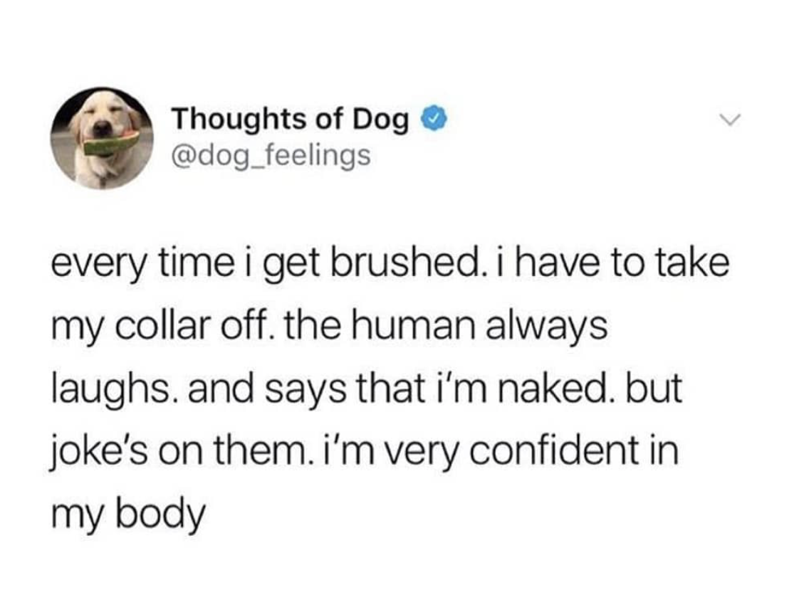 Thoughts of Dog every time i get brushed. i have to take my collar off. the human always laughs, and says that i'm naked. but joke's on them. i'm very confident in my body
