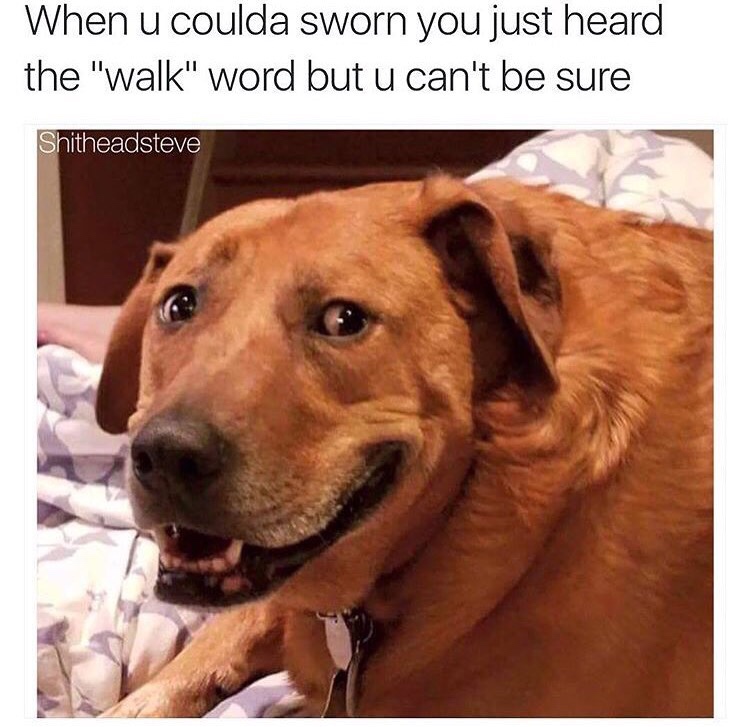 cute doggo memes - When u coulda sworn you just heard the "walk" word but u can't be sure Shitheadsteve
