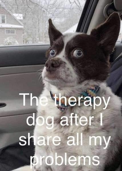 therapy meme - therapy dog after i share my problems - The therapy dog after I all my problems