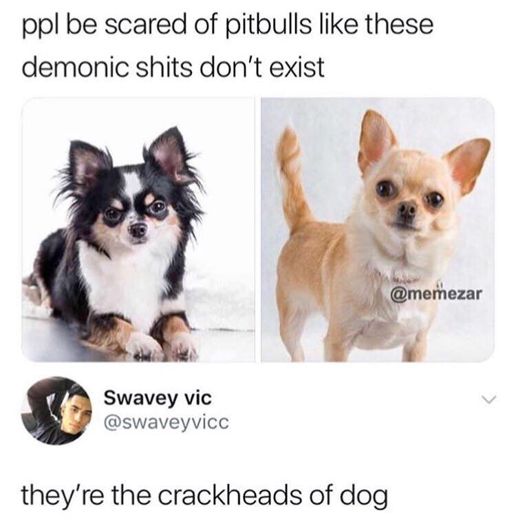 like these demonic shits don t exist - ppl be scared of pitbulls these demonic shits don't exist Swavey vic they're the crackheads of dog