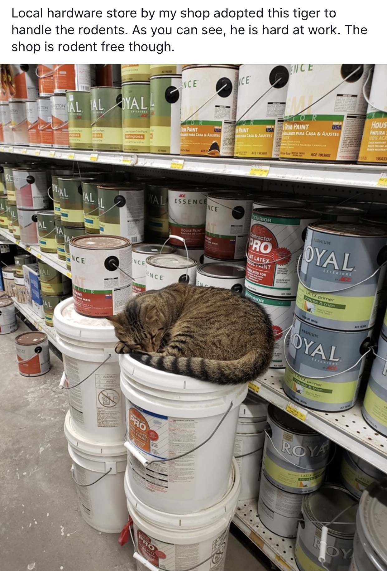 inventory - Local hardware store by my shop adopted this tiger to handle the rodents. As you can see, he is hard at work. The shop is rodent free though. Al Al Dyal Pyal