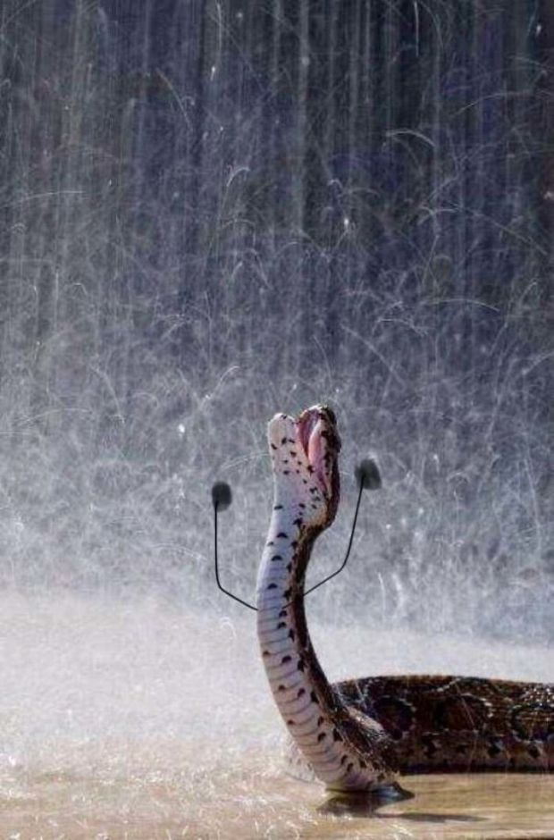 snake rain
