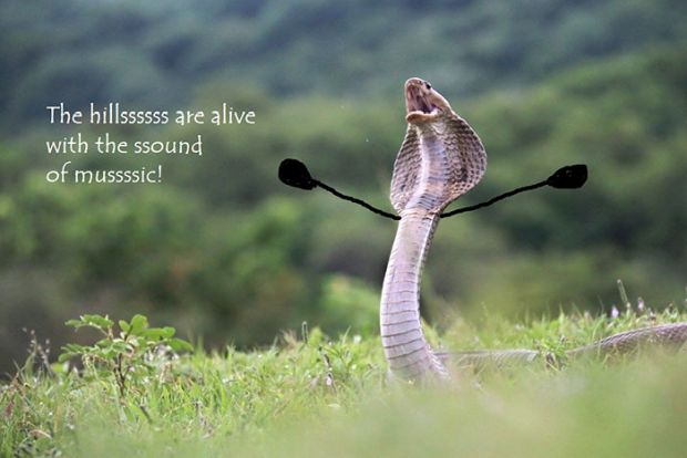 snakes with doodle arms - The hillssssss are alive with the ssound of mussssic!