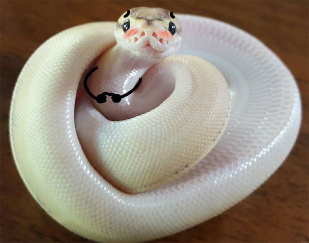 cute python snake