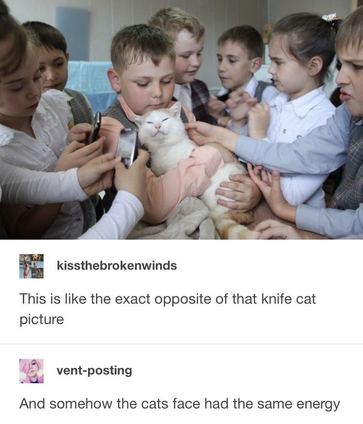 knife cat same enery - kissthebrokenwinds This is the exact opposite of that knife cat picture E ventposting And somehow the cats face had the same energy