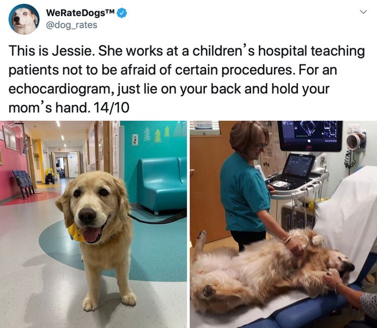 therapy dogs children's hospital - lewer WeRate DogsTM This is Jessie. She works at a children's hospital teaching patients not to be afraid of certain procedures. For an echocardiogram, just lie on your back and hold your mom's hand. 1410