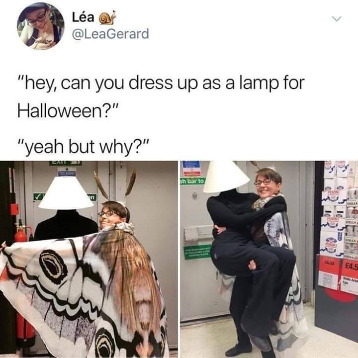 moth funny - La "hey, can you dress up as a lamp for Halloween?" "yeah but why?" sh bar to F45