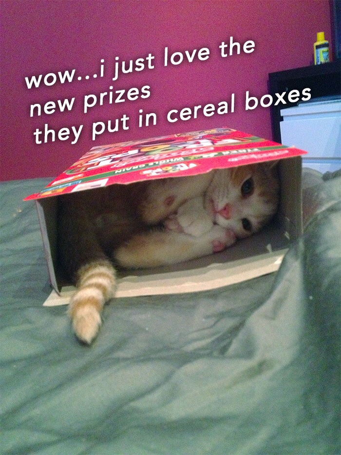 fruit loops cat - wow...I just love the new prizes they put in cereal boxes