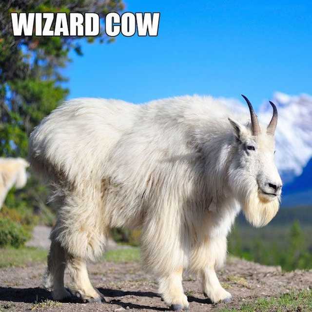 funny animal names - Wizard Cow