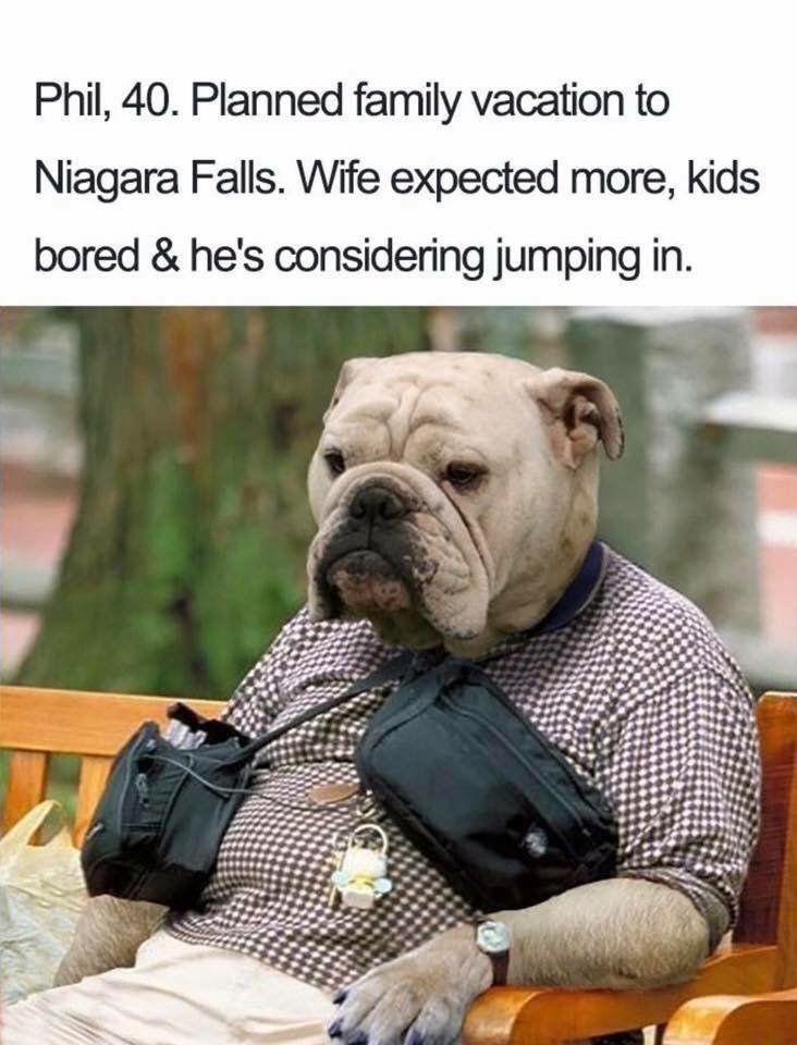funny dogs - Phil, 40. Planned family vacation to Niagara Falls. Wife expected more, kids bored & he's considering jumping in.
