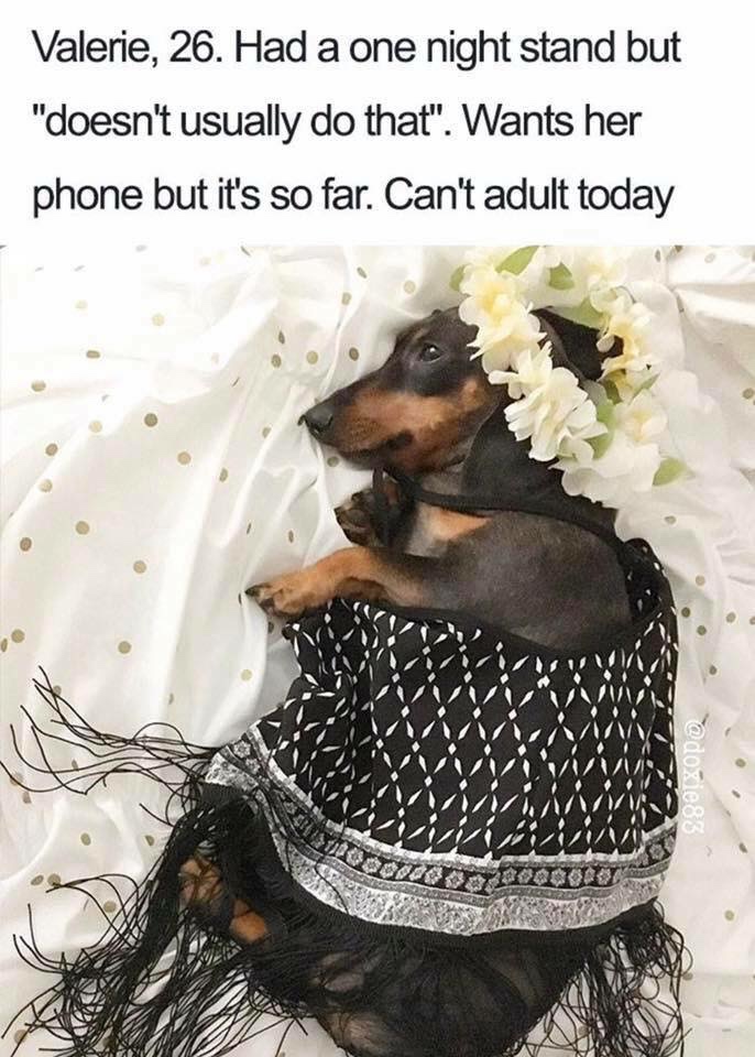 dachshund can t adult today - Valerie, 26. Had a one night stand but "doesn't usually do that". Wants her phone but it's so far. Can't adult today
