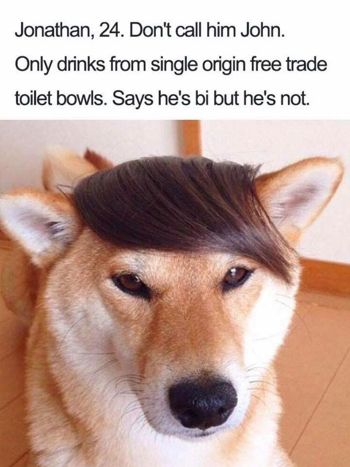 dog with emo hair - Jonathan, 24. Don't call him John. Only drinks from single origin free trade toilet bowls. Says he's bi but he's not.