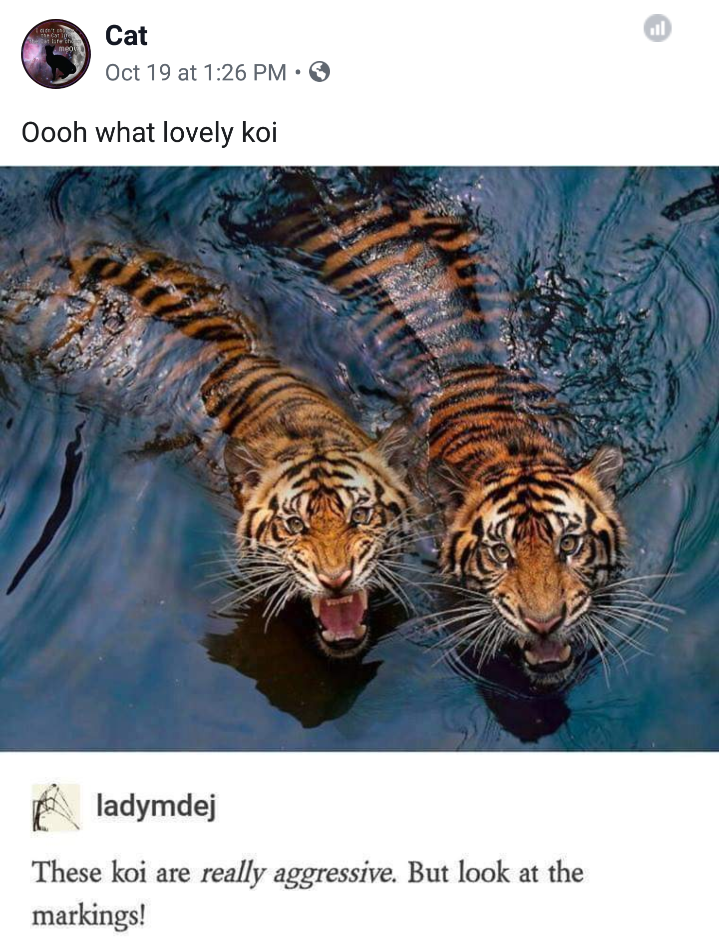 two tigers in water - Cat Oct 19 at Oooh what lovely koi ladymdej These koi are really aggressive. But look at the markings!