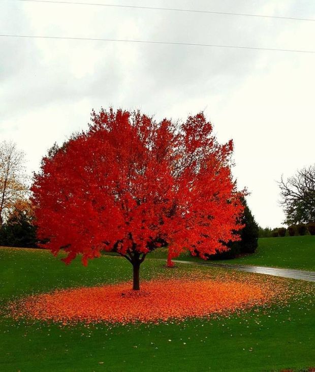 cheddar trees