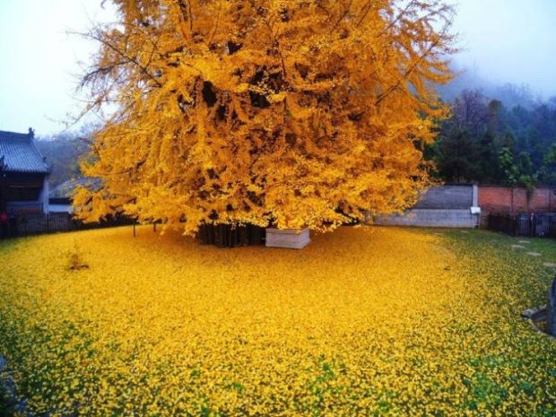 ginkgo tree fall