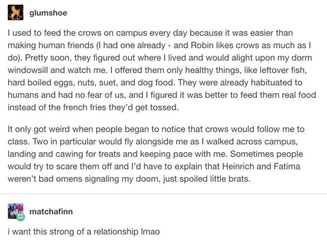 crow flies tumblr posts - glumshoe I used to feed the crows on campus every day because it was easier than making human friends I had one already and Robin crows as much as I do. Pretty soon, they figured out where I lived and would alight upon my dorm wi