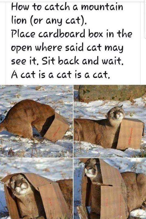mountain lion cardboard box - How to catch a mountain lion or any cat. Place cardboard box in the open where said cat may see it. Sit back and wait. A cat is a cat is a cat.