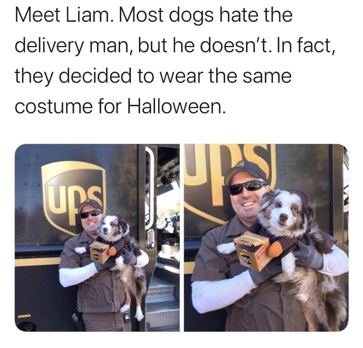 united parcel service - Meet Liam. Most dogs hate the delivery man, but he doesn't. In fact, they decided to wear the same costume for Halloween.