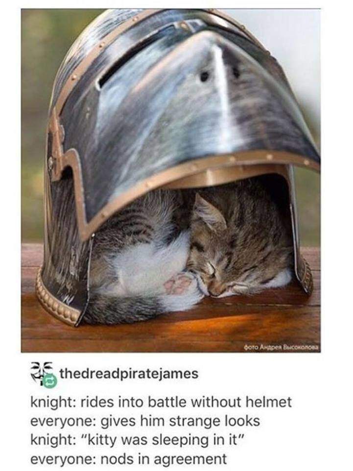 knight kitty - Oto Akade Bcokonon thedreadpiratejames knight rides into battle without helmet everyone gives him strange looks knight "kitty was sleeping in it" everyone nods in agreement