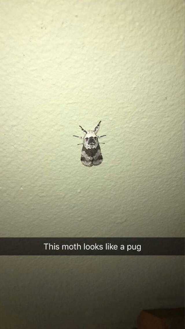 moth that looks like a pug - This moth looks a pug