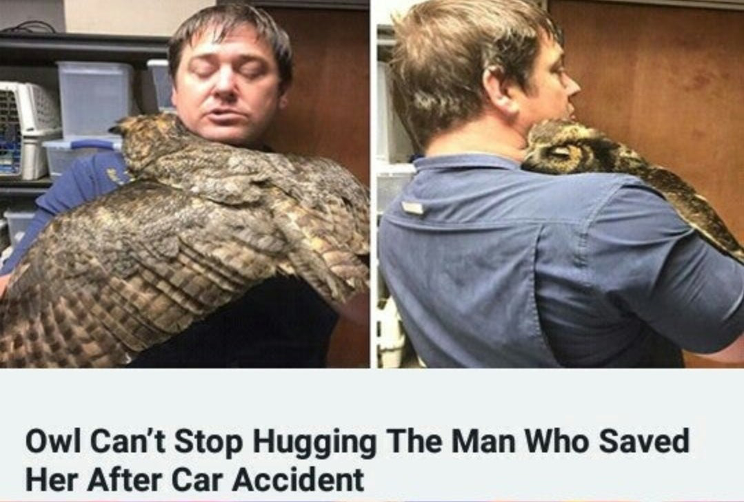 wholesome meme - owl hugs man - Owl Can't Stop Hugging The Man Who Saved Her After Car Accident