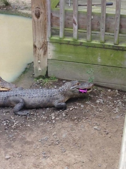crocodile carrying an iPhone.