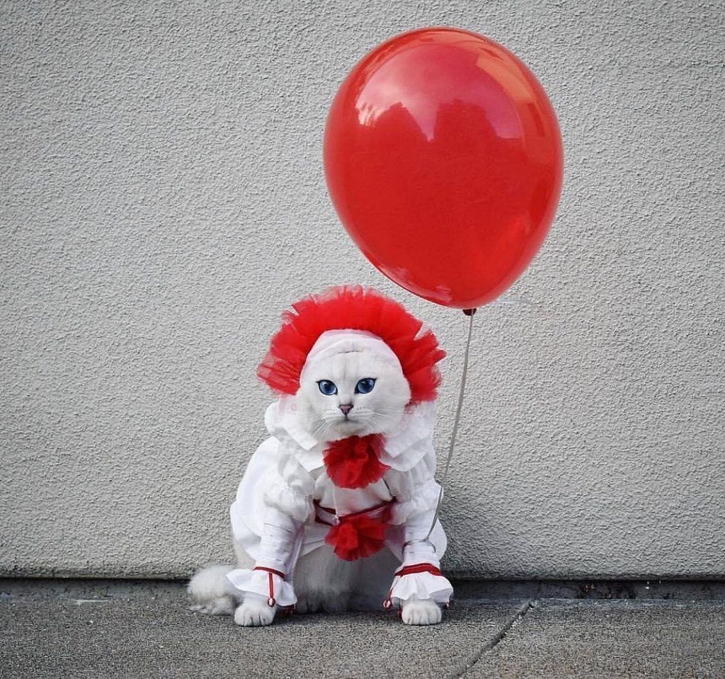pennywise cat