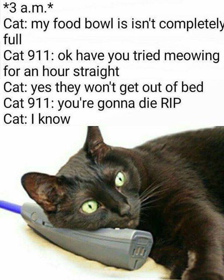cat 911 meme - 3 a.m. Cat my food bowl is isn't completely full Cat 911 ok have you tried meowing for an hour straight Cat yes they won't get out of bed Cat 911 you're gonna die Rip Cat I know