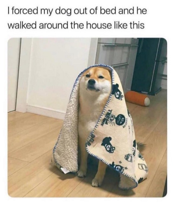 dog with blanket over his head - I forced my dog out of bed and he walked around the house this