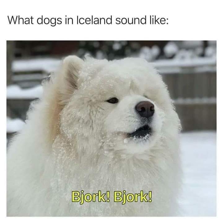 funny wholesome memes - What dogs in Iceland sound Bjork! Bjork!